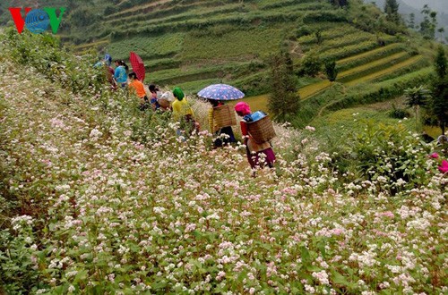 La maravillosa belleza de flores de alforfón en Si Ma Cai - ảnh 7