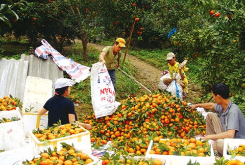  Cambio de cultivo alivia la pobreza en Bac Kan - ảnh 2