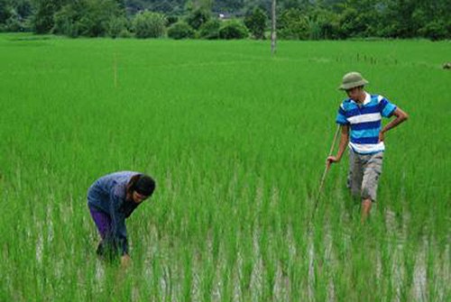  Cambio de cultivo alivia la pobreza en Bac Kan - ảnh 1