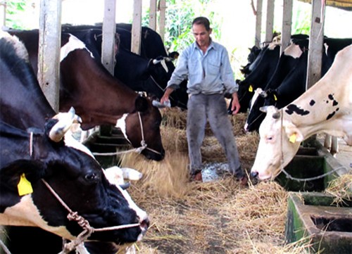 Campesinos de Cu Chi, Ciudad Ho Chi Minh prosperan gracias a la ganadería lechera - ảnh 2