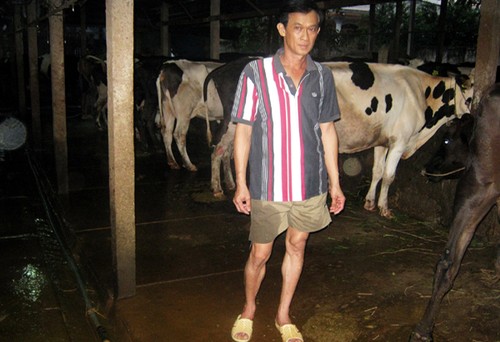 Campesinos de Cu Chi, Ciudad Ho Chi Minh prosperan gracias a la ganadería lechera - ảnh 1
