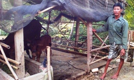 Ganadería bovina ayuda el asentamiento de vietnamitas desafortunados  - ảnh 1