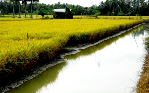 Reestructuración agrícola en Dong Thap - ảnh 3