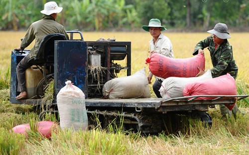 Reestructuración agrícola en Dong Thap - ảnh 1