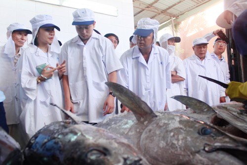 Potencialidades de la pesca de atún en Vietnam - ảnh 2