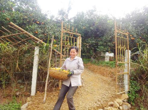 Construcción del nuevo campo a través del cultivo de naranjas - ảnh 3