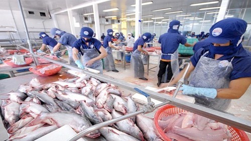 Anuncia Brasil reanudación de compras del pez Tra de Vietnam - ảnh 1