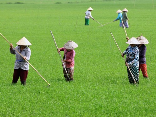 Promueve Vietnam transformación económica frente a cambio climático - ảnh 1