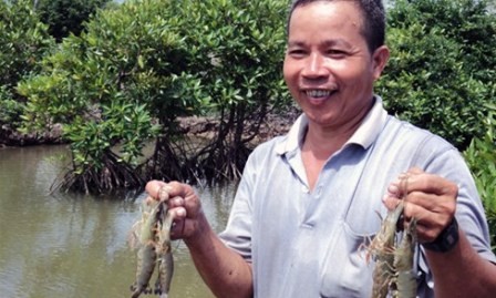  Cultivo de especies acuáticas en el dosel arbóreo revive manglares en Tra Vinh - ảnh 1