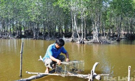  Cultivo de especies acuáticas en el dosel arbóreo revive manglares en Tra Vinh - ảnh 2