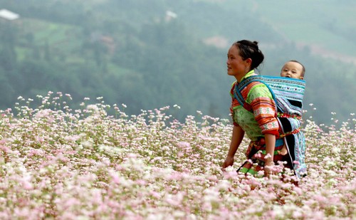 Ha Giang en temporada de flores de alforfón - ảnh 2