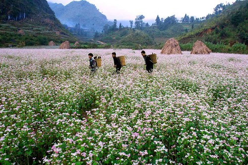 Ha Giang en temporada de flores de alforfón - ảnh 4