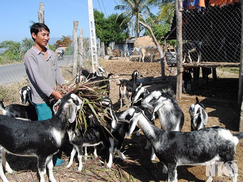 Reestructuración de ganadería orientada al desarrollo sostenible en Ninh Thuan - ảnh 2