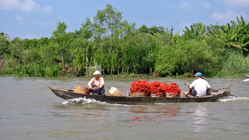 Delta del Mekong listo para integración nacional a TPP  - ảnh 1
