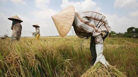 Diario argentino aprecia logros del desarrollo agrícola de Vietnam  - ảnh 1