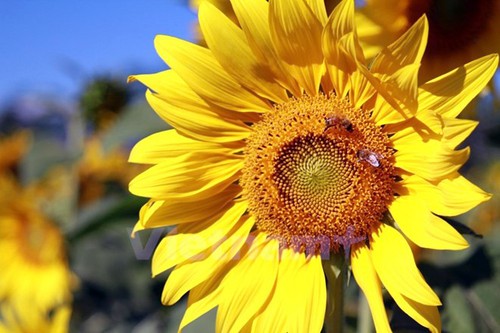 Temporada de girasoles en tierra alta Lam Dong