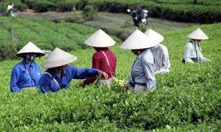 Cultivo del té con criterios sanitarios de VietGap brinda beneficios económicos para Tuyen Quang - ảnh 1