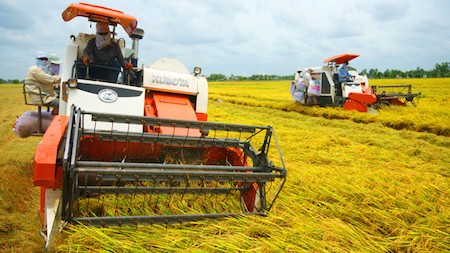 Vietnam reestructura la agricultura para impulsar la integración y el desarrollo  - ảnh 1