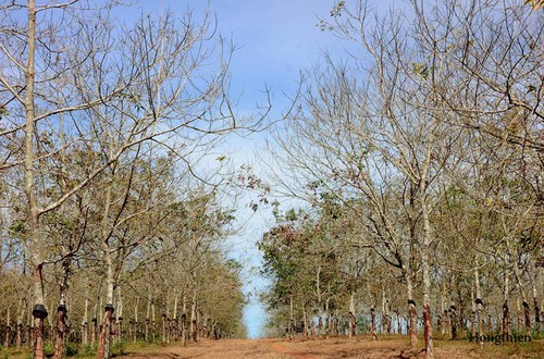 Plantaciones de caucho, patrimonio natural de Gia Lai - ảnh 9