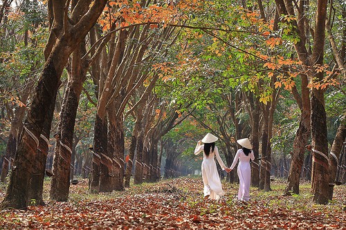 Plantaciones de caucho, patrimonio natural de Gia Lai - ảnh 3