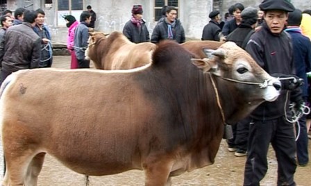 Ganadería bovina, negocio de alto valor económico para habitantes de Ha Giang - ảnh 1