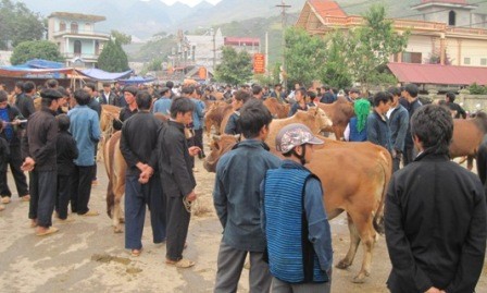 Ganadería bovina, negocio de alto valor económico para habitantes de Ha Giang - ảnh 2