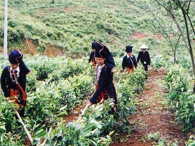 Plantación forestal, nuevo negocio fructífero de pobladores de Yen Bai - ảnh 2