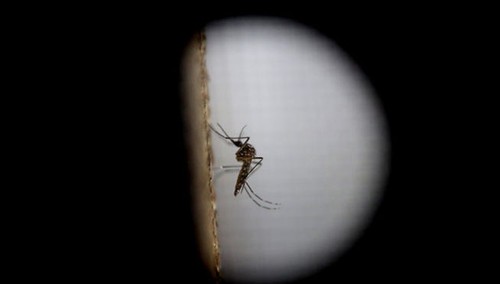 El número de casos de zika en España se mantiene en 58 - ảnh 1