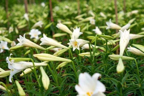 Azucena blanca, la reina de las flores de Hanoi en abril