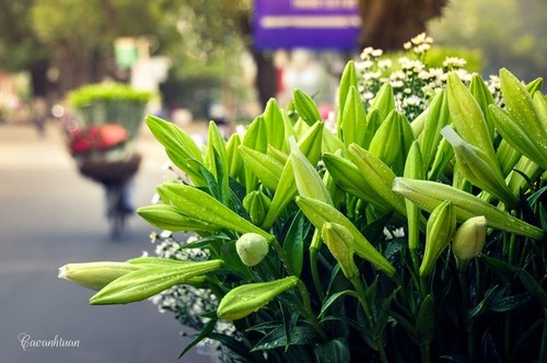 Azucena blanca, la reina de las flores de Hanoi en abril - ảnh 5