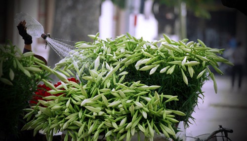 Azucena blanca, la reina de las flores de Hanoi en abril - ảnh 6