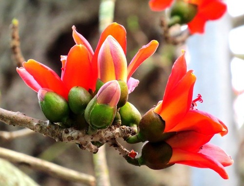 Algodonero rojo, princesa de las flores de ciudad portuaria de Hai Phong - ảnh 5