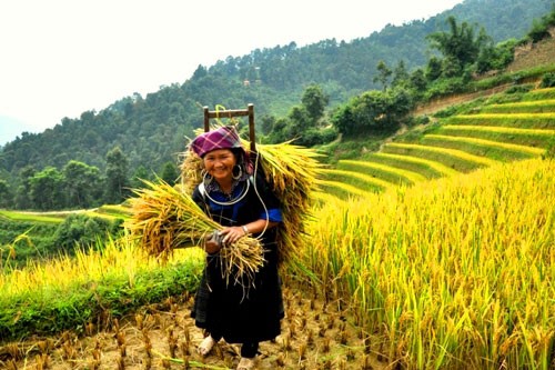 Comunidad étnica Mong se esfuerza por aumentar cosechas de arroz en terrazas  - ảnh 2