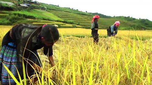Comunidad étnica Mong se esfuerza por aumentar cosechas de arroz en terrazas  - ảnh 1