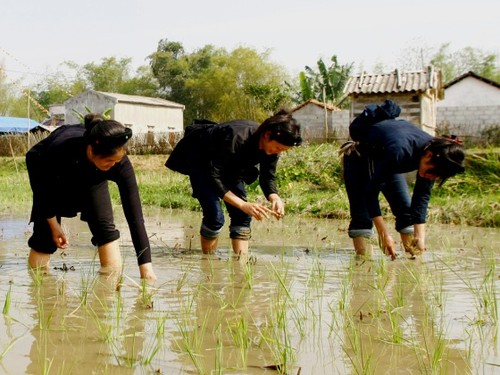 La comunidad Nung en Vietnam - ảnh 3