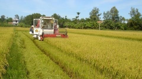 Quang Binh impulsa modelo de vasto campo de cultivo en producción agrícola