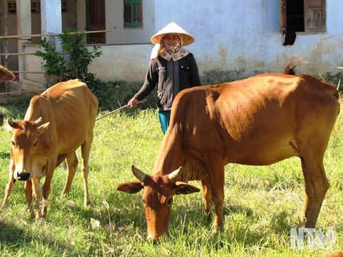 Campesinos de Ninh Thuan se ayudan por el desarrollo económico - ảnh 1
