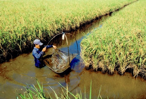 Cultivo de arroz-camarón: nuevo modelo de producción eficiente y sostenible - ảnh 3