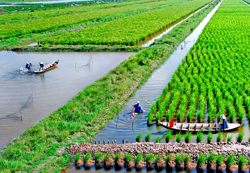Cultivo de arroz-camarón: nuevo modelo de producción eficiente y sostenible - ảnh 2
