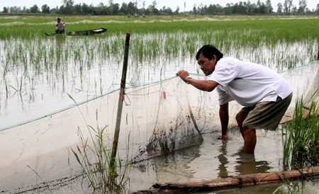  Agricultores en el delta del río Mekong se adaptan a temporada de sequía - ảnh 1