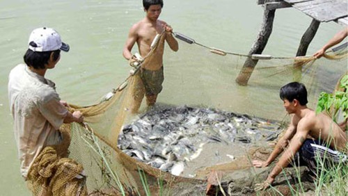 Agricultores del Delta del río Mekong en época de crecidas - ảnh 1