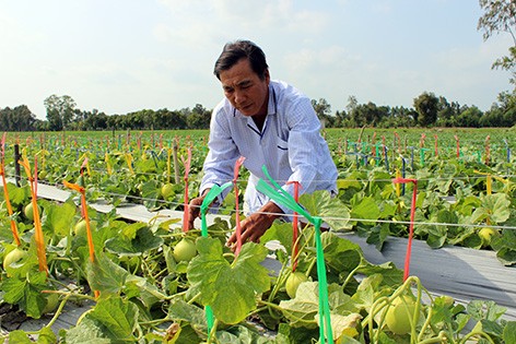 Hau Giang se esfuerza por lograr 70% de agricultores exitosos - ảnh 2