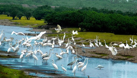 Parque Nacional de Xuan Thuy, hogar de aves migratorias - ảnh 2
