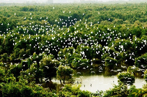 Jardín de los pájaros de Gao Giong, otro lugar para disfrutar de Dong Thap Muoi - ảnh 1