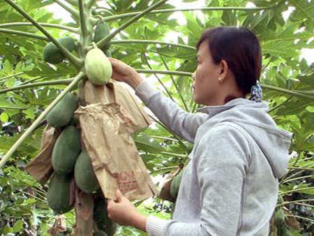 Una visita a la cuna de frutas singulares para el Tet vietnamita - ảnh 3