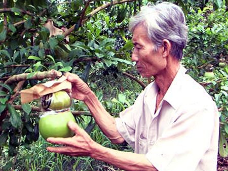 Una visita a la cuna de frutas singulares para el Tet vietnamita - ảnh 2