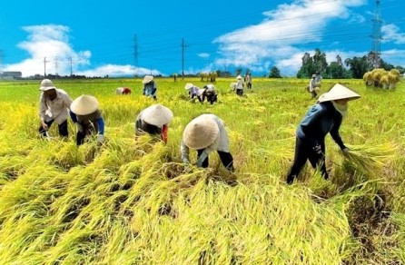Agricultura vietnamita por superar retos en 2017 - ảnh 1