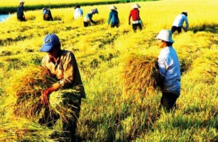 Agricultura en región del Delta del río Mekong ante retos de integración internacional - ảnh 1