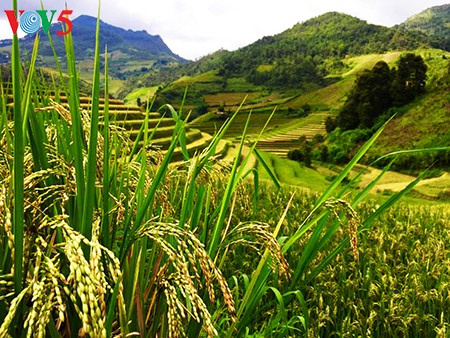 Terrazas de arroz en Mu Cang Chai, paisaje majestuoso del noroeste vietnamita - ảnh 1