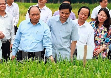 Piden mejorar productos alimenticios para la exportación en provincia sureña de An Giang - ảnh 1